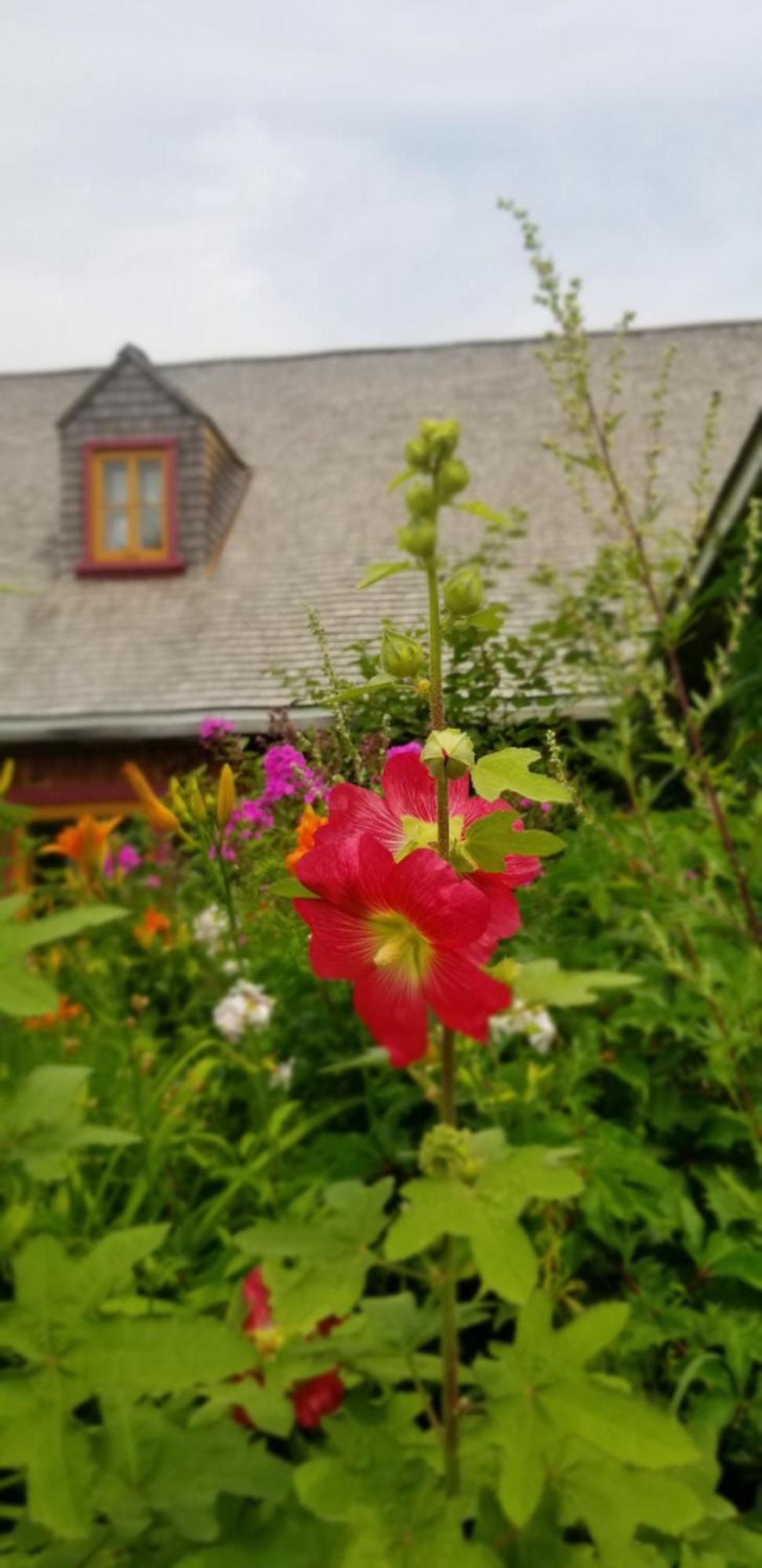 Auberge Le P'tit Bonheur Saint-Laurent-de-l'ile d'Orleans Eksteriør billede